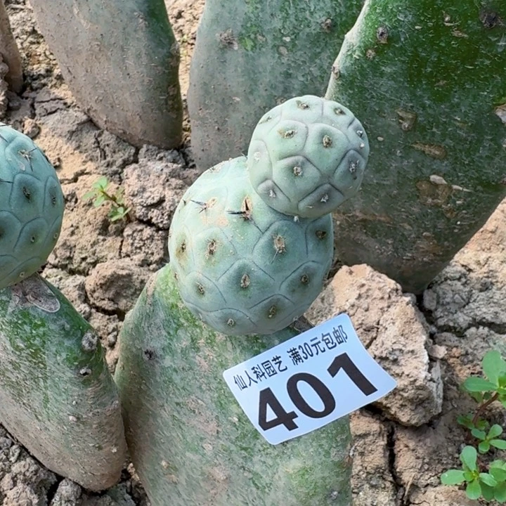 无花朵401白皮洞洞习东九