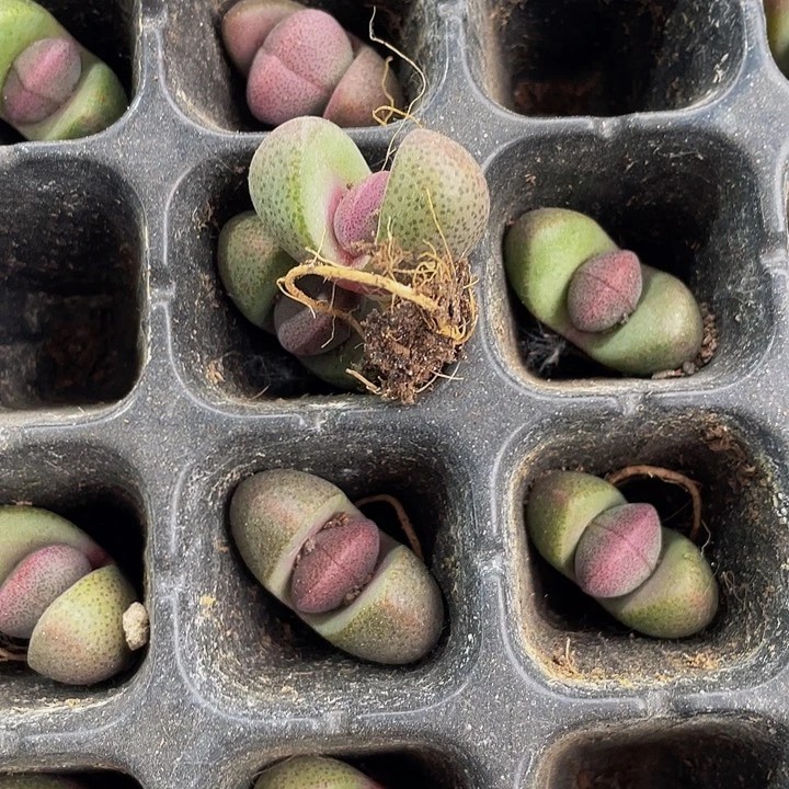 10颗一组小紫元宝10颗紫