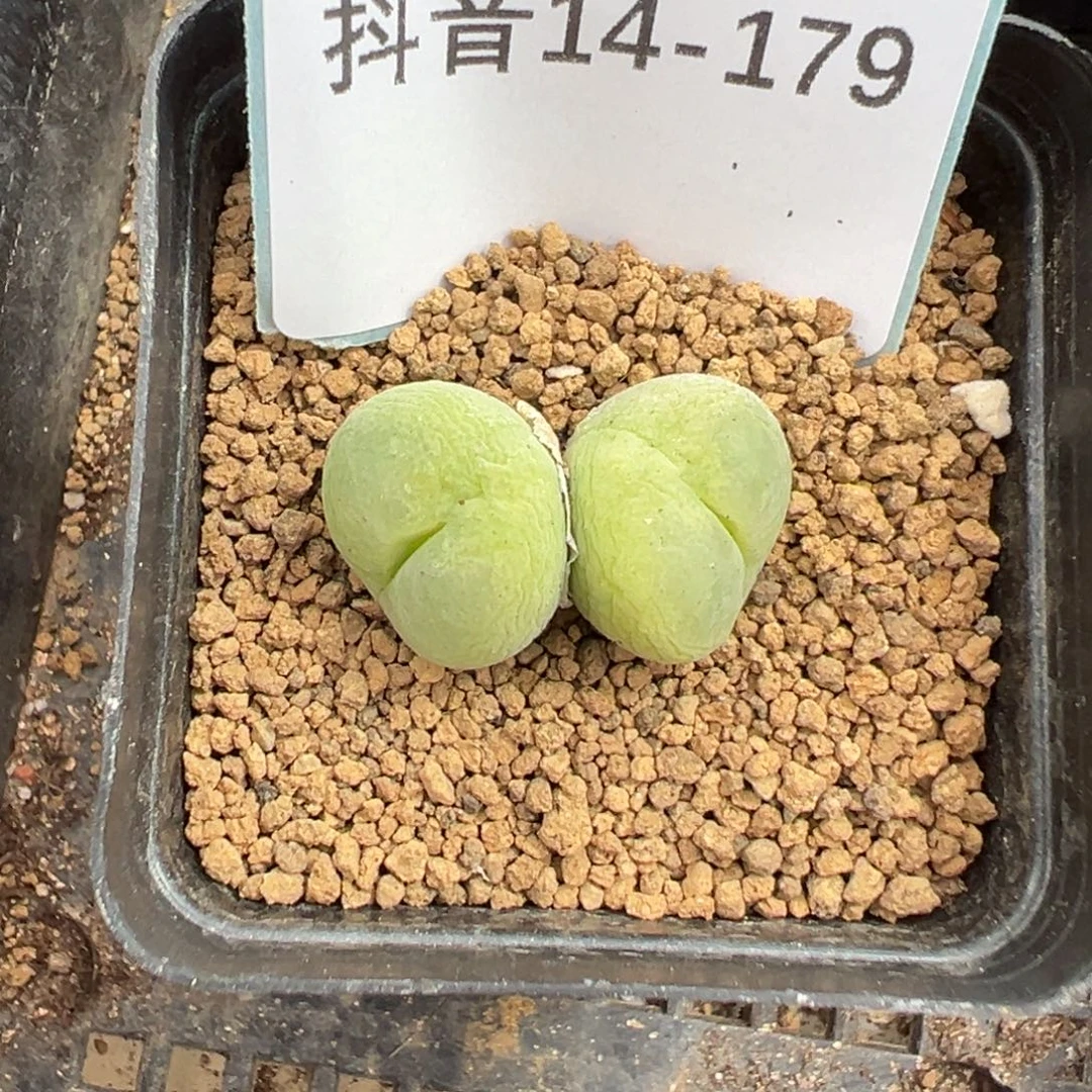 14-179肉锥多肉植物
