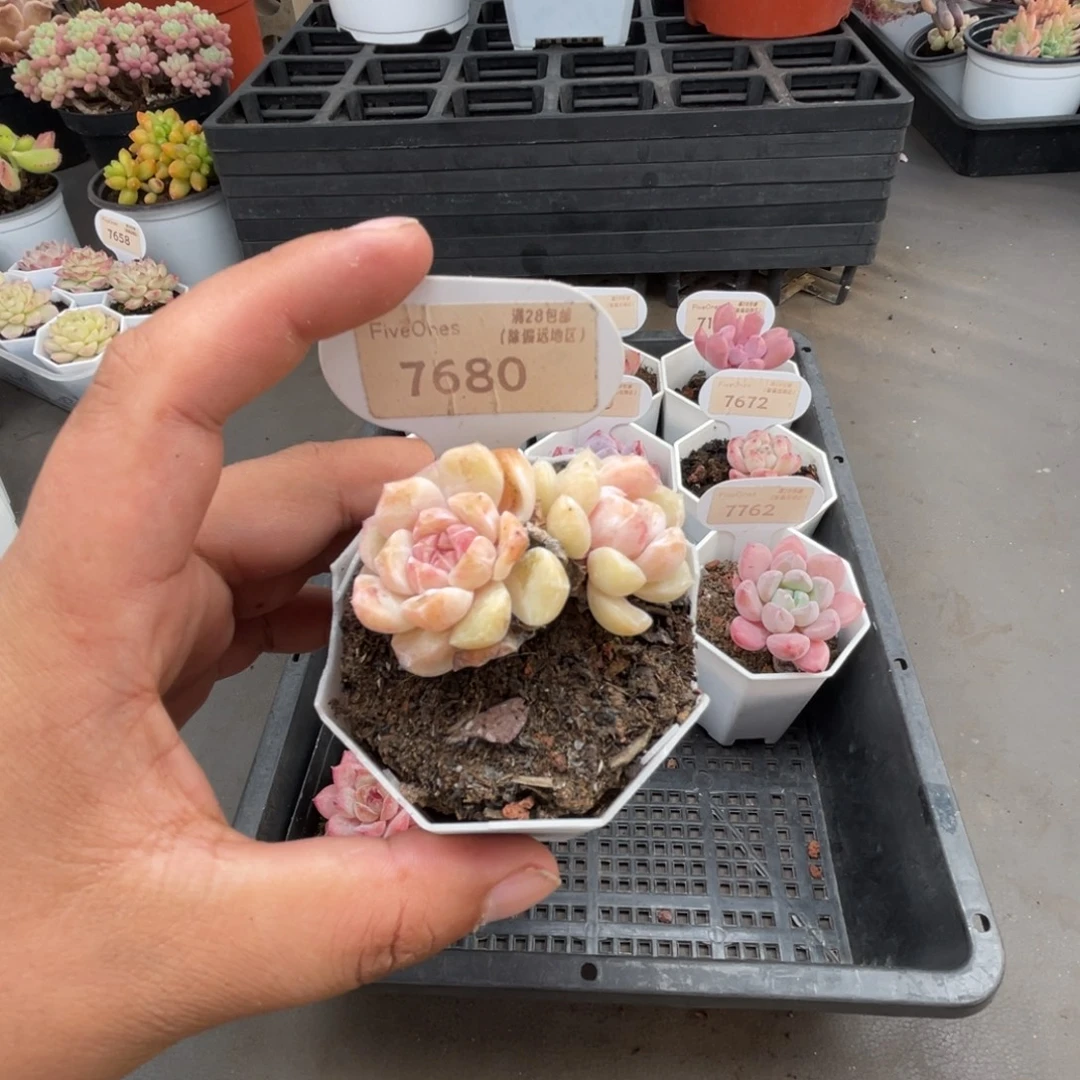 7680糖心汉堡 4.5厘米