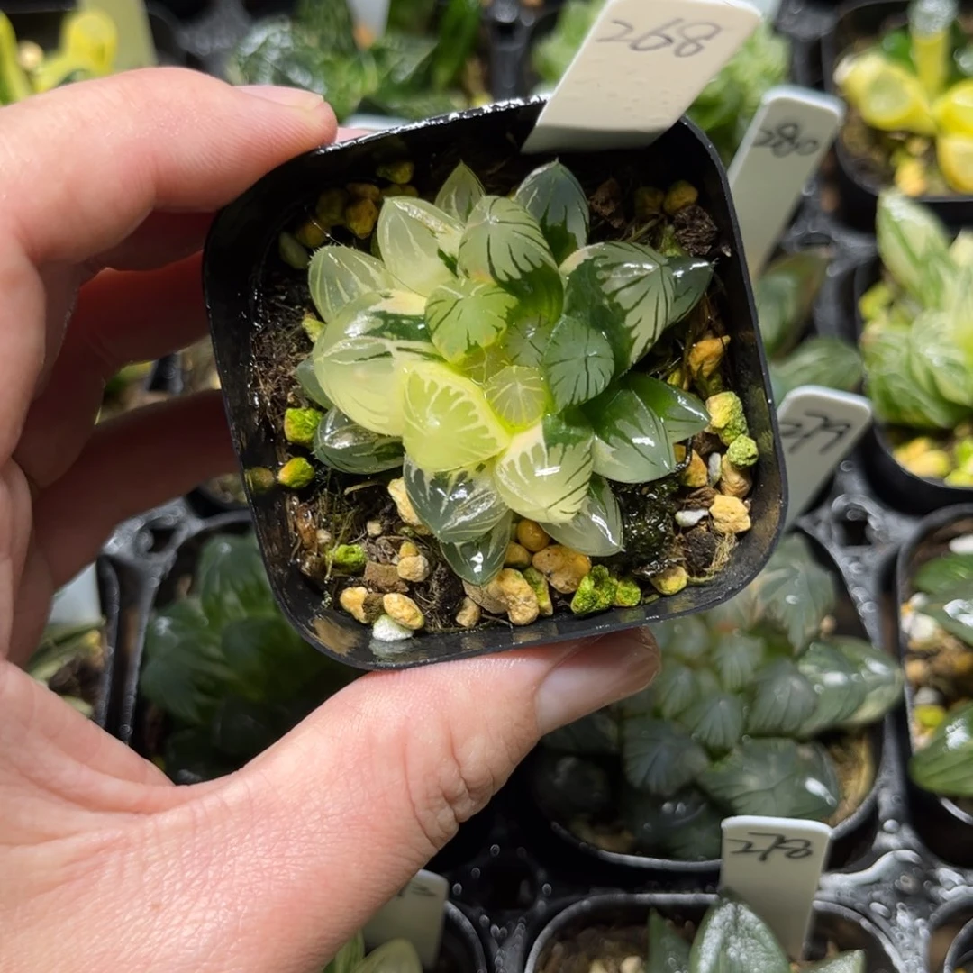 268龙爪玉露锦一物一拍