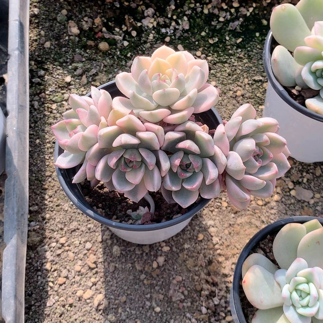 红粉佳人锦群多肉植物