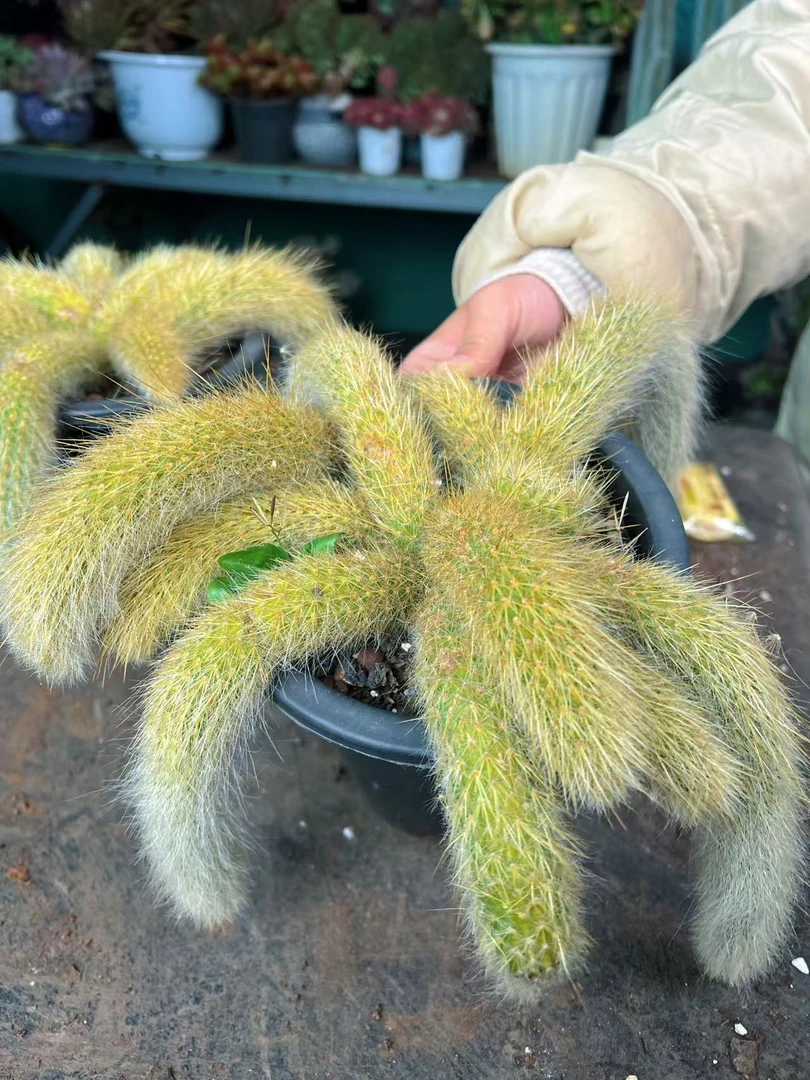 梓轩多肉（九尾狐精品）只卖对版大货多肉，一单就包邮