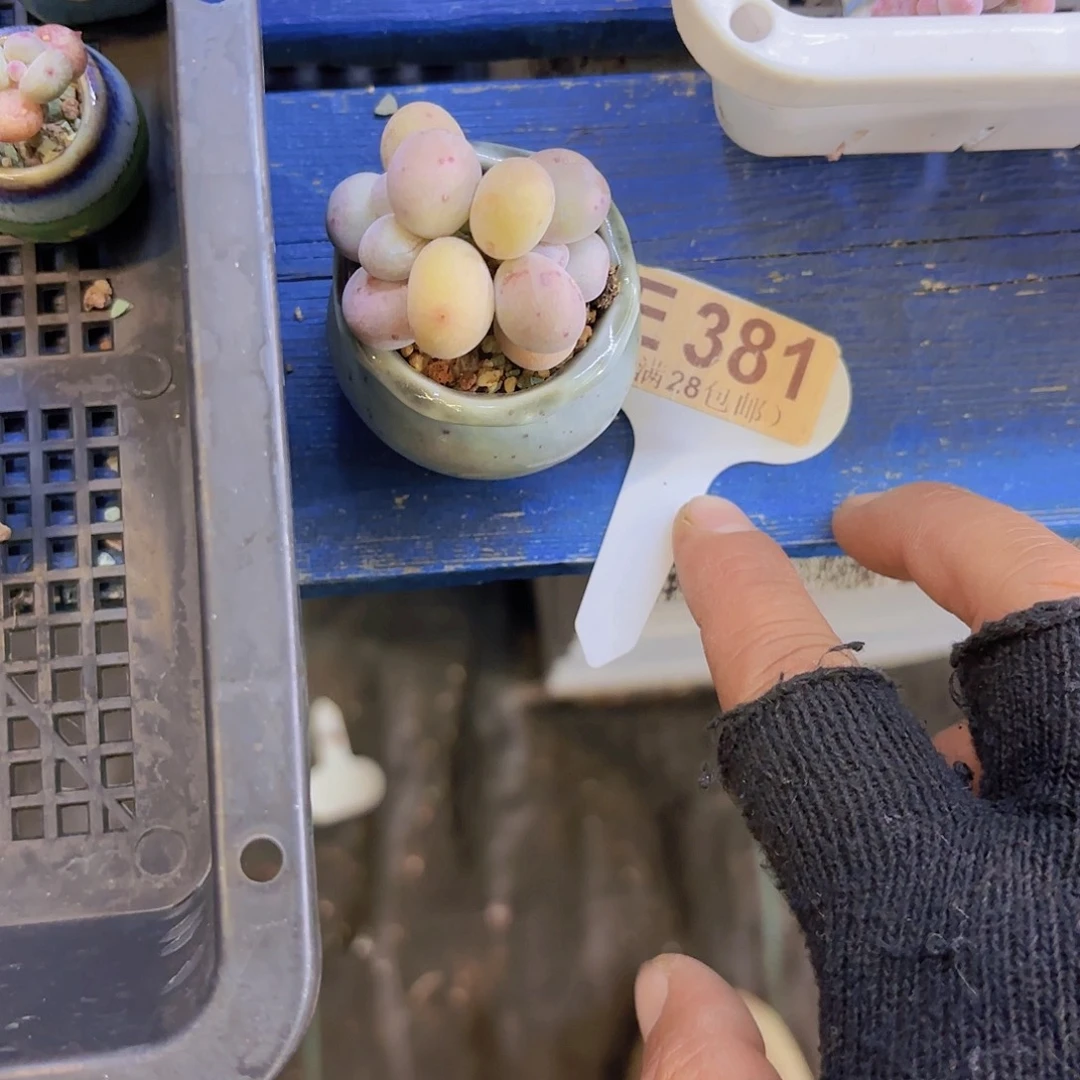 E381奶酪一物语拍