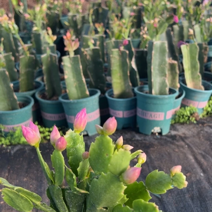 雪****7号047紫色花朵000000