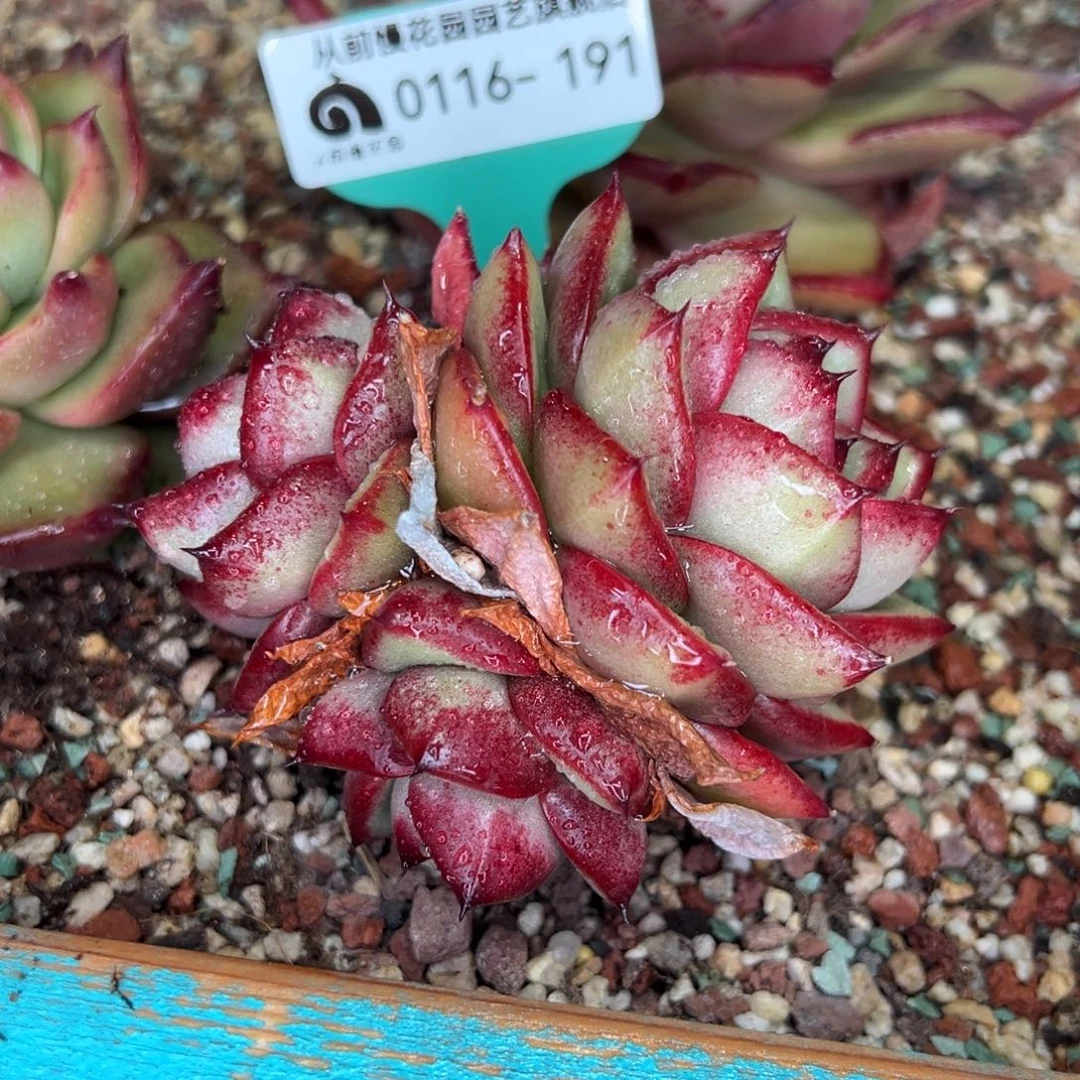 从前慢多肉精选超好0116.191