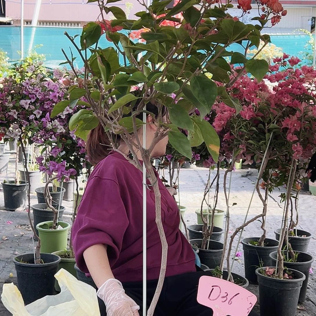 用***3大部分花苞少量开放D36波妹