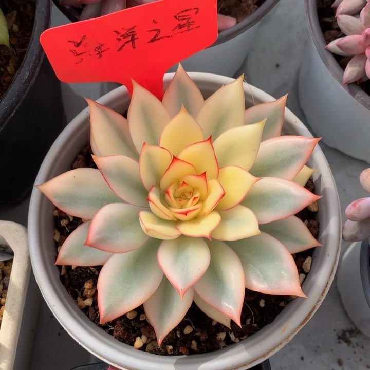 多肉细雾727273737383