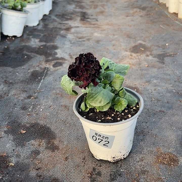 当前无花朵，栽培后可花朵72号