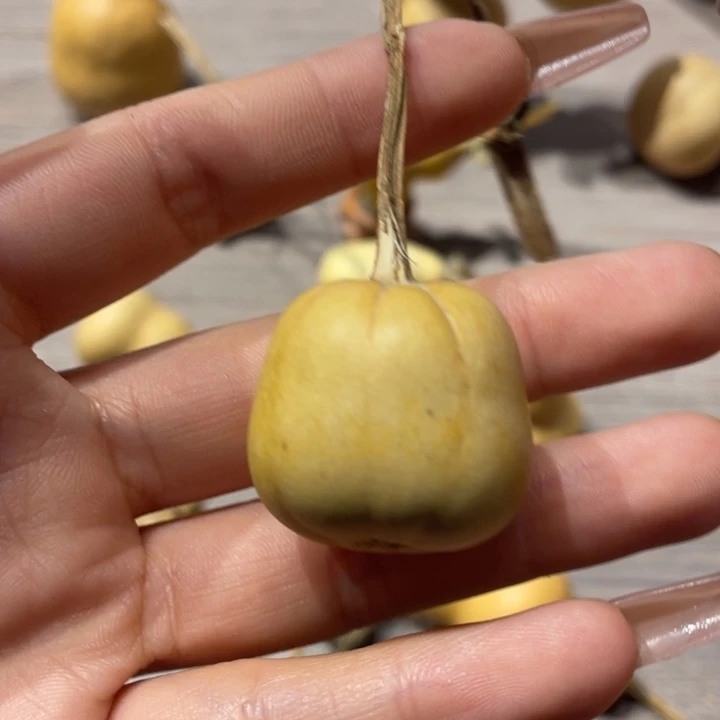 闪*手葫芦葫芦葫芦葫芦