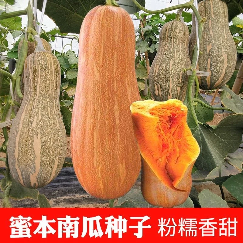 【蜜本南瓜种子】粉糯超甜特面秘本密本黄大南瓜蔬菜种子南瓜品种