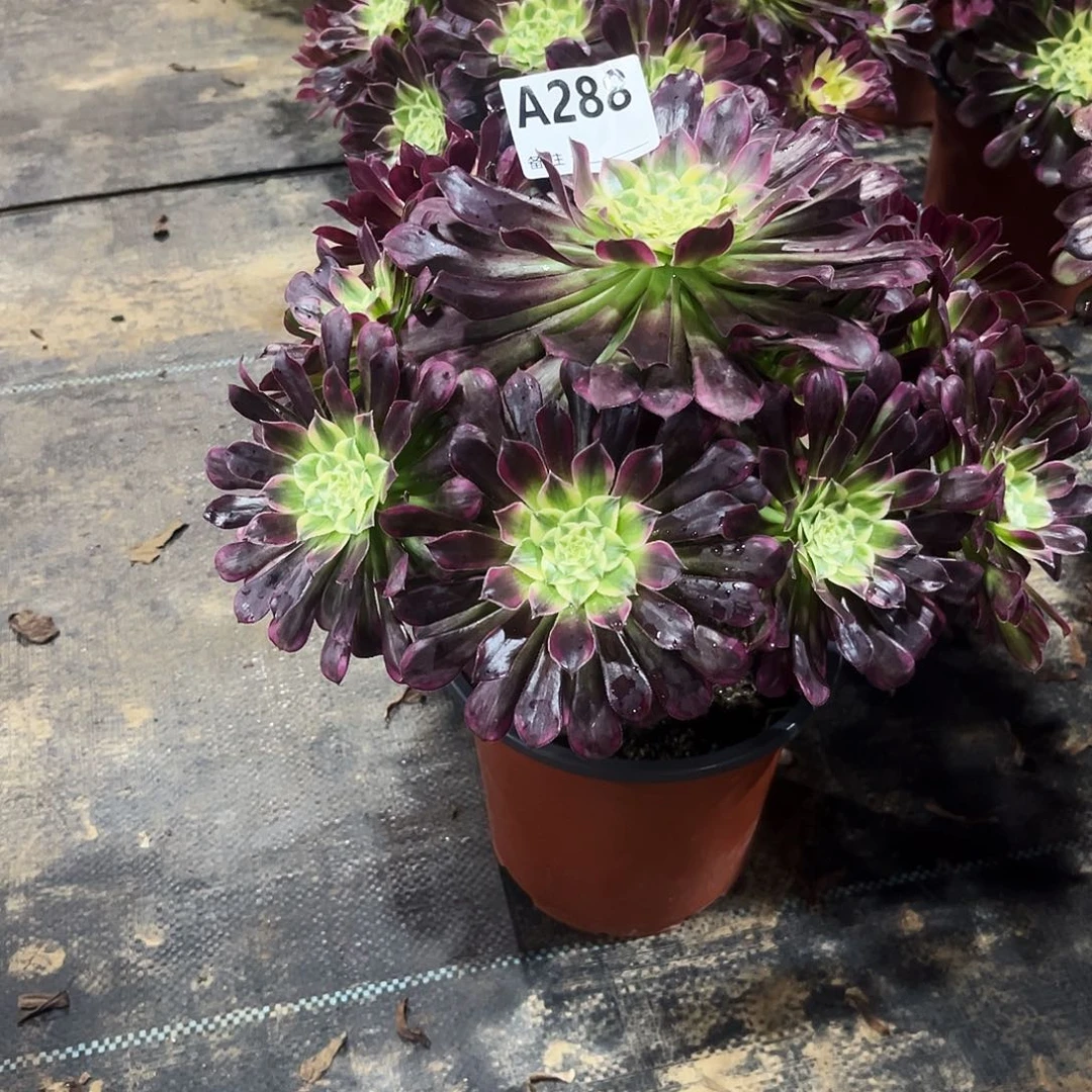 多肉植物天合288多肉