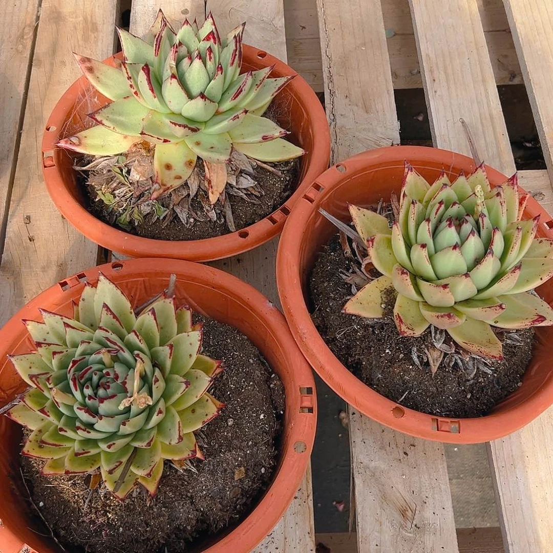 乌木单头，满18包邮