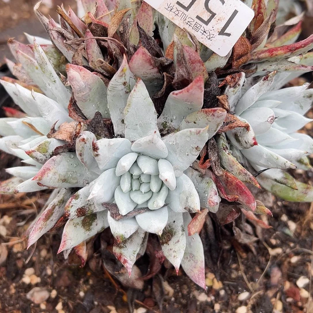 阿金尼仙女杯多肉。