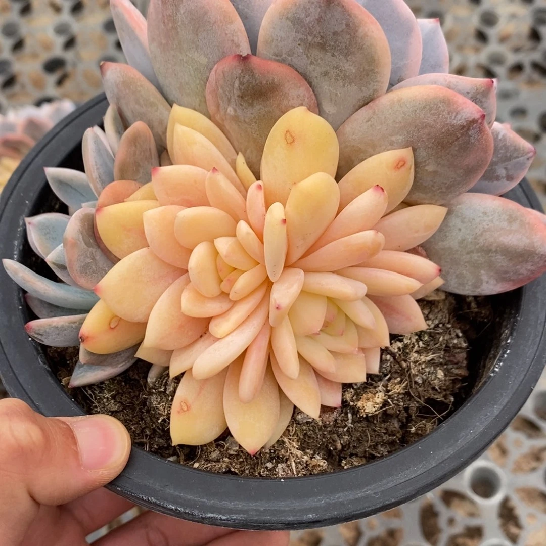梦露锦多肉植物6958