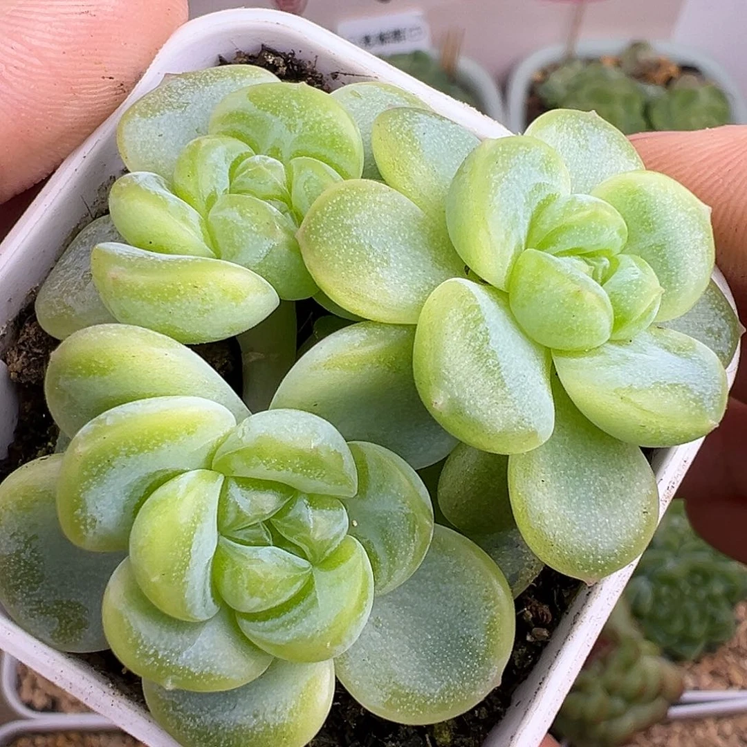 三头615财富密码