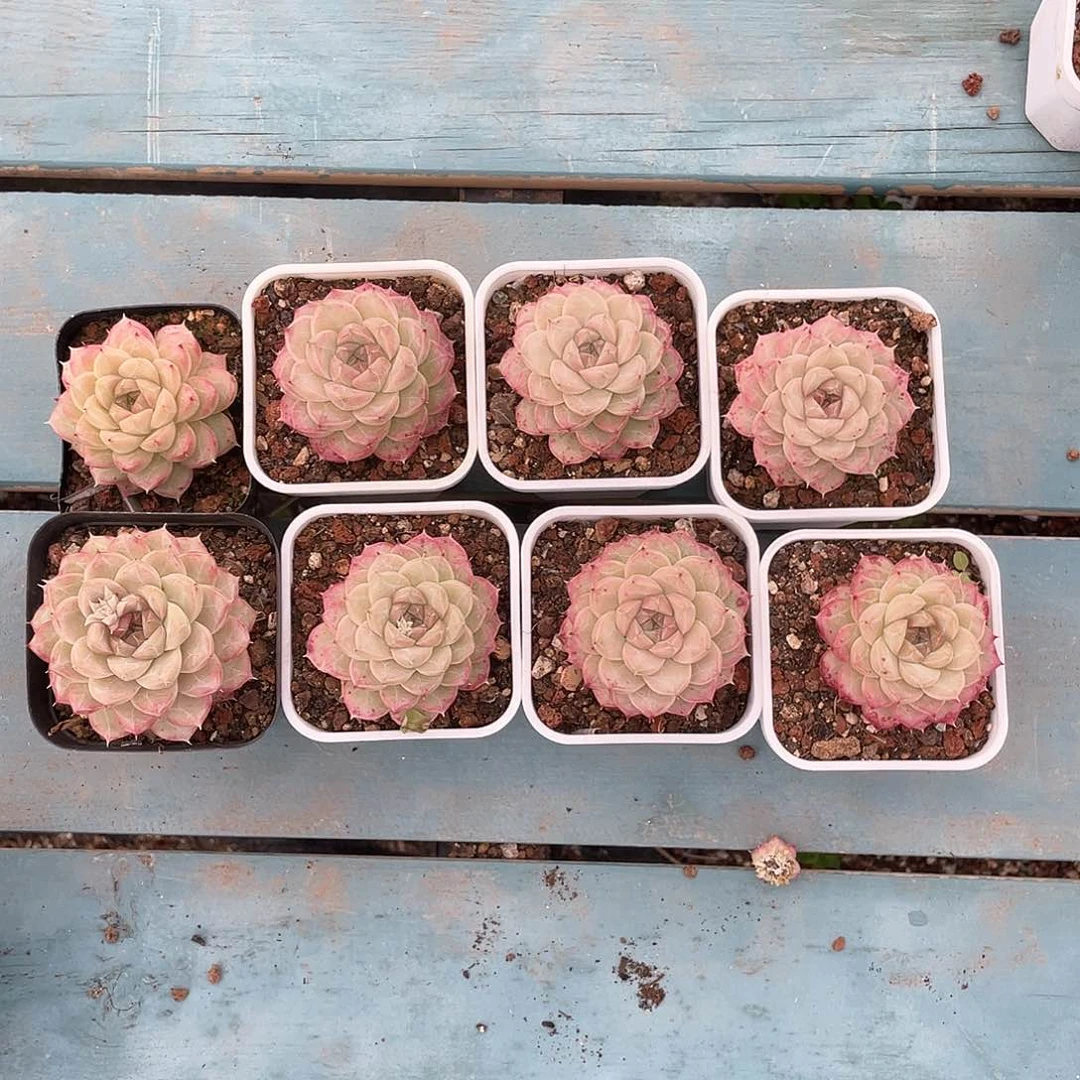 山*画优选女王8颗专拍1075