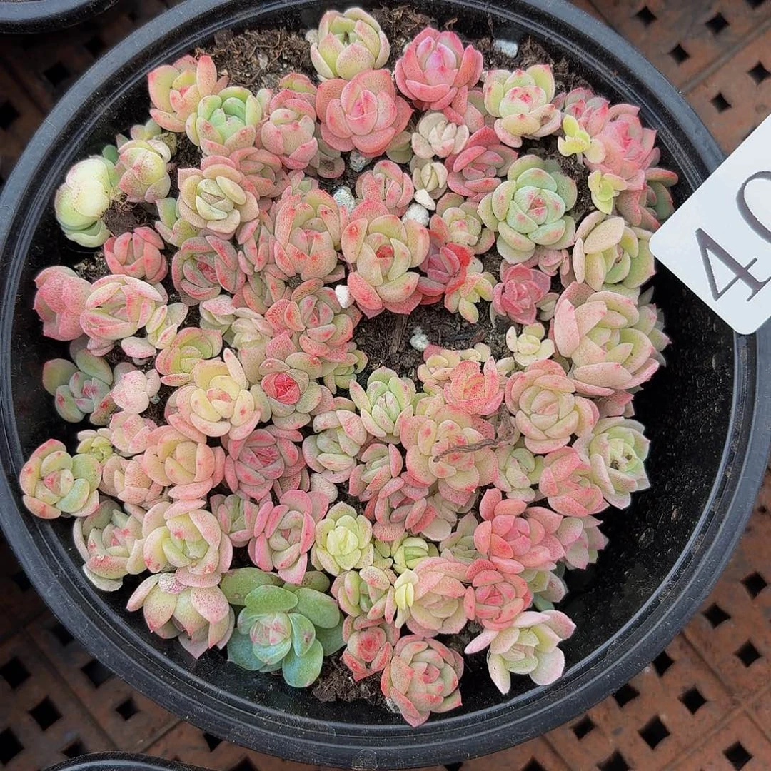 多肉植物多肉植物401