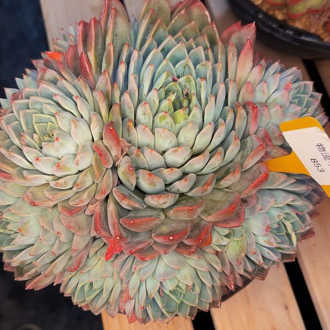 爽****?他哈怕他啦爸爸