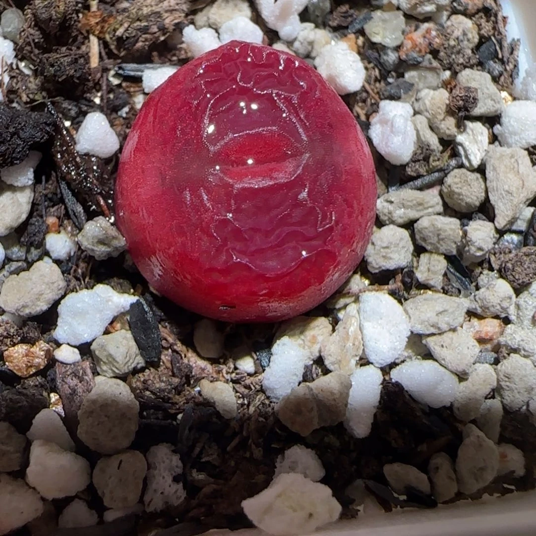 肉锥多肉植物百科-红宝石1464