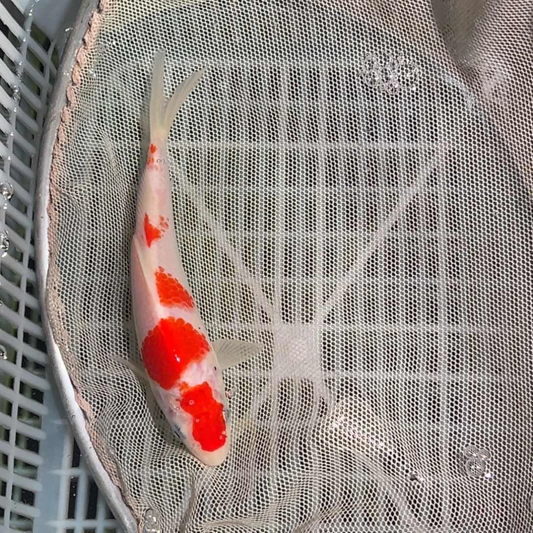 锦鲤锦鲤观赏鱼11111