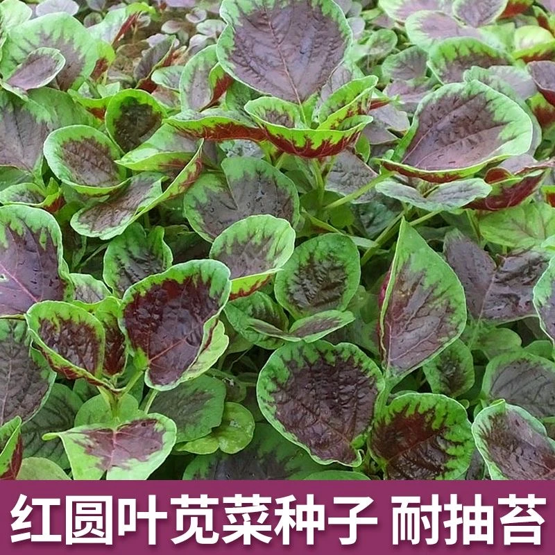 红圆叶苋菜种子庭院种菜阳台盆栽蔬菜籽红苋菜种子耐热易种四季播