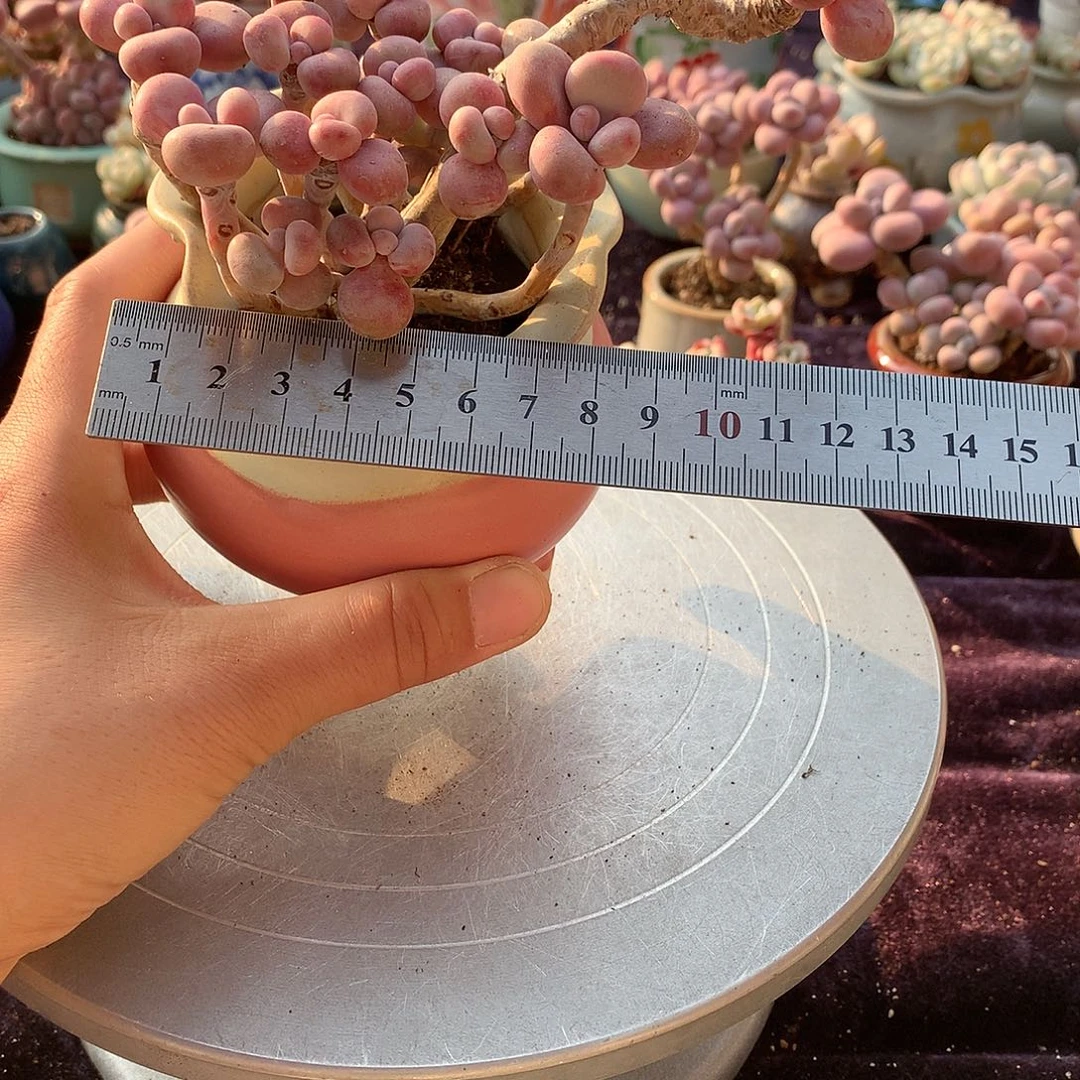 36号不带盆偏远的不包邮的有伤