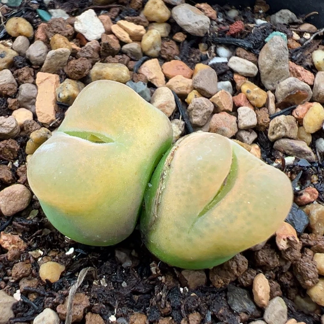 10.12好看的多肉脱土发货958