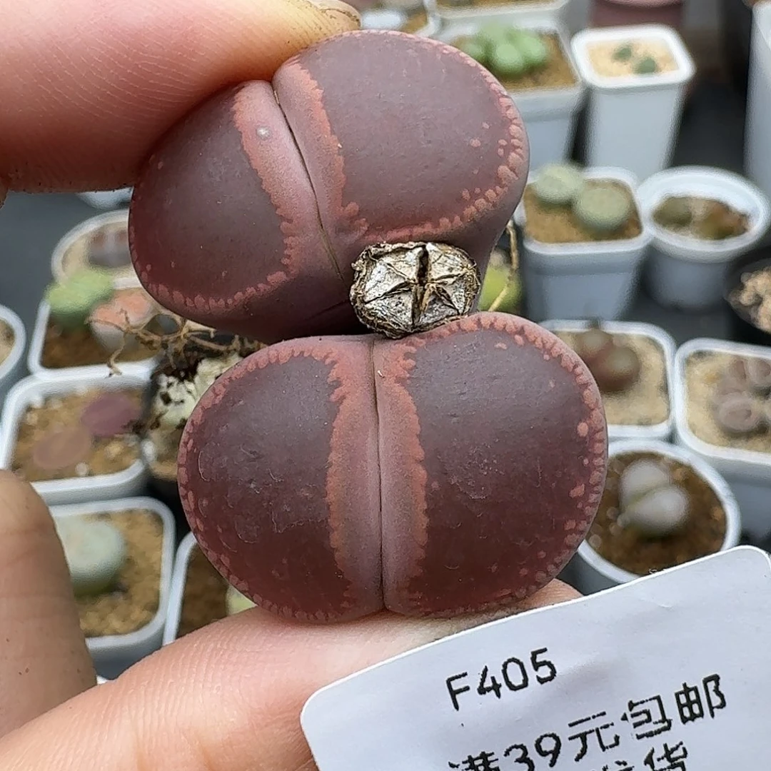 405多肉哈哈哈哈哈哈