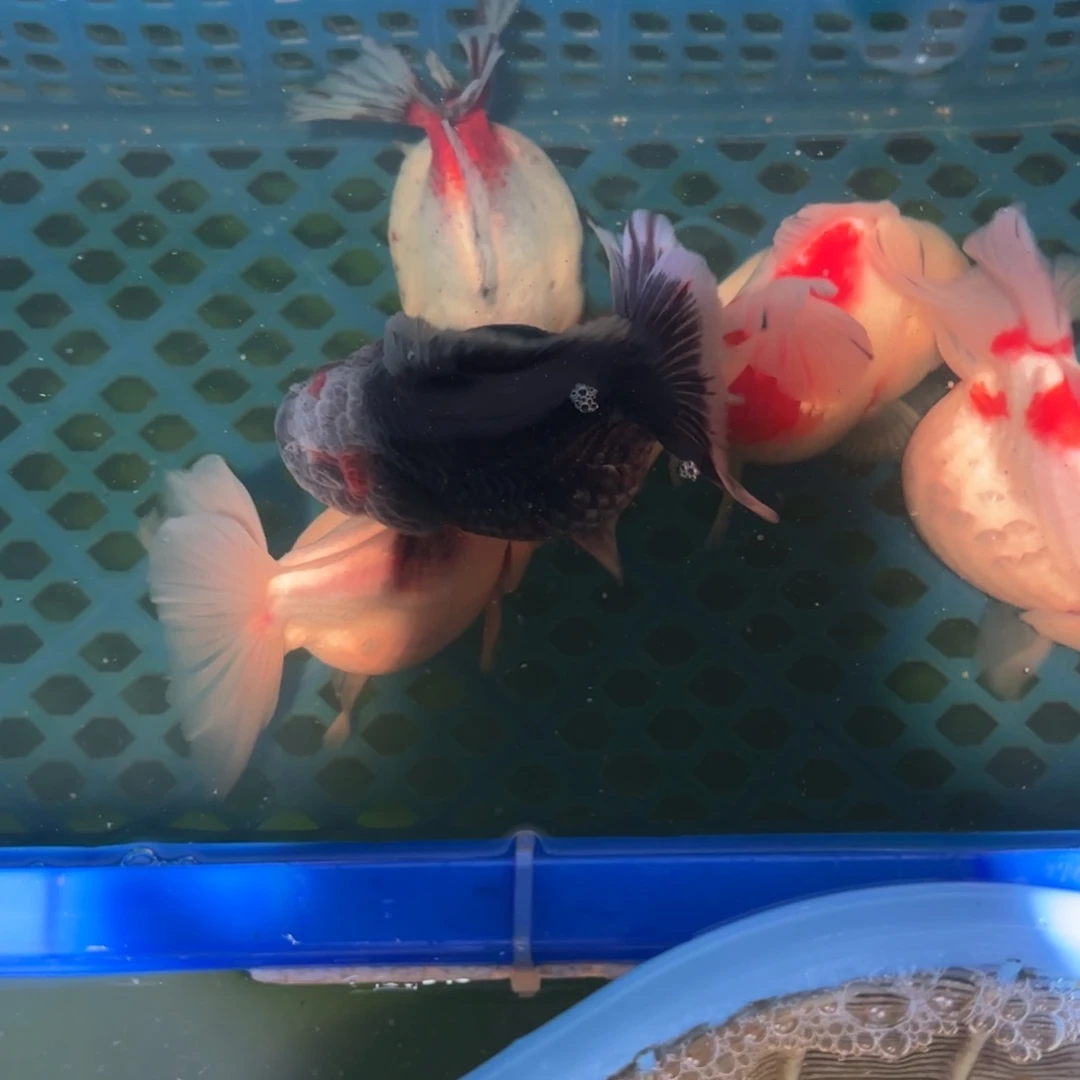 金鱼洱****心运费自理