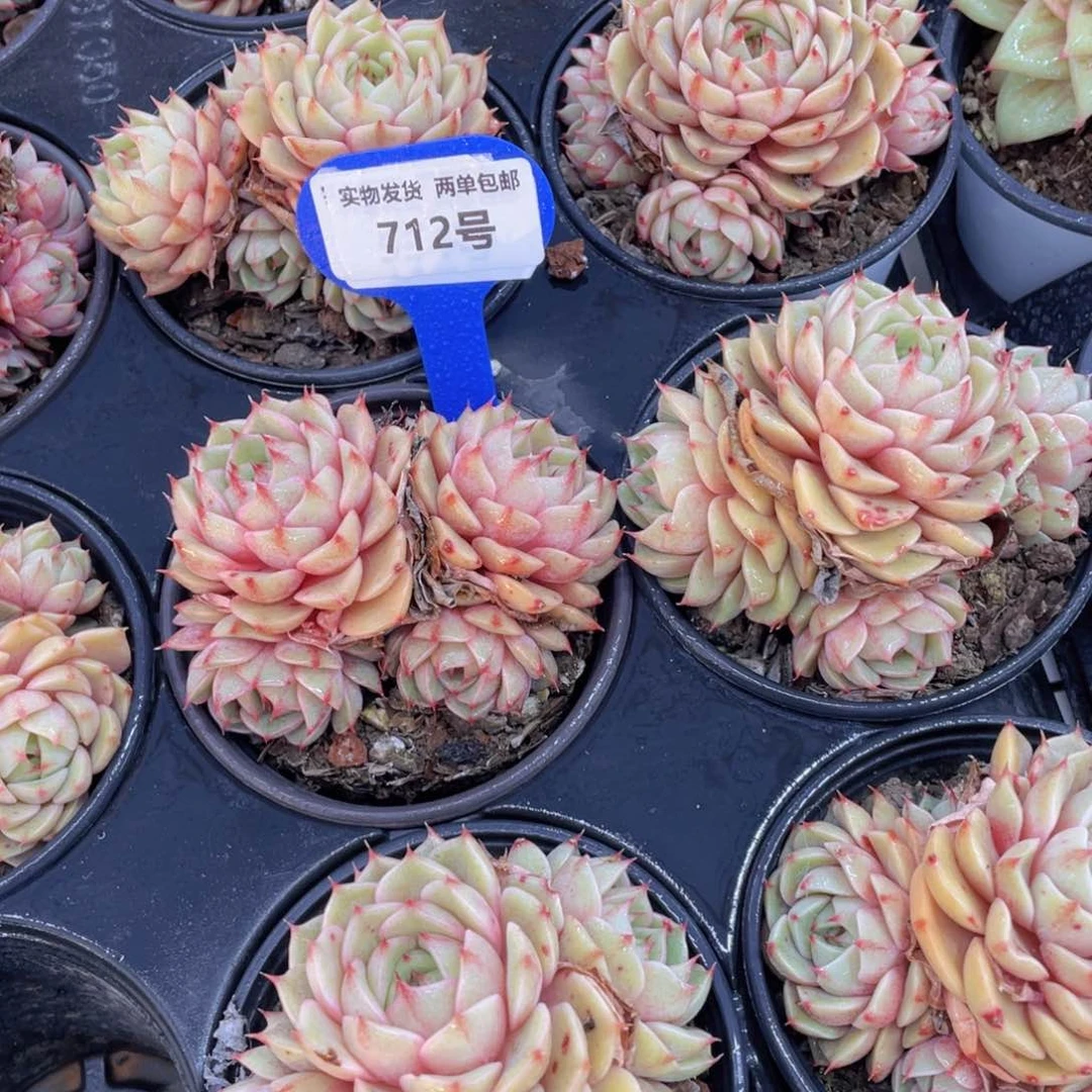 712号黄金苯巴蒂斯多头老桩群一个