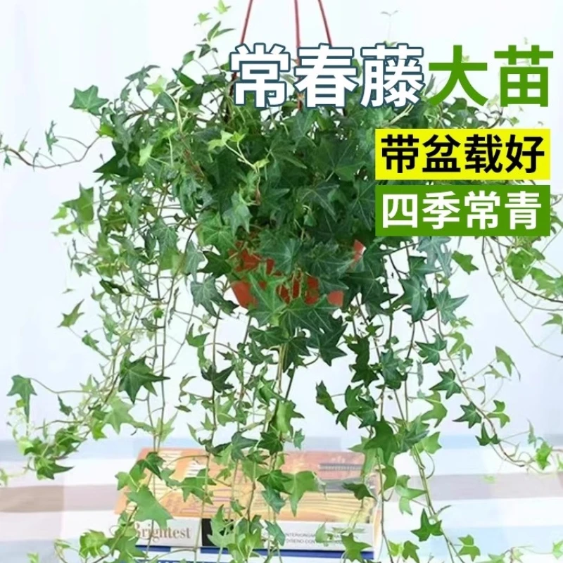 常春藤盆栽爬藤吊兰垂吊植物冬季阳台室内四季常青吸甲醛金边绿植