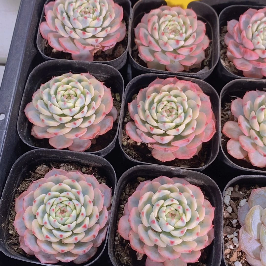 72-精品姬莲锦单头两个 4厘米