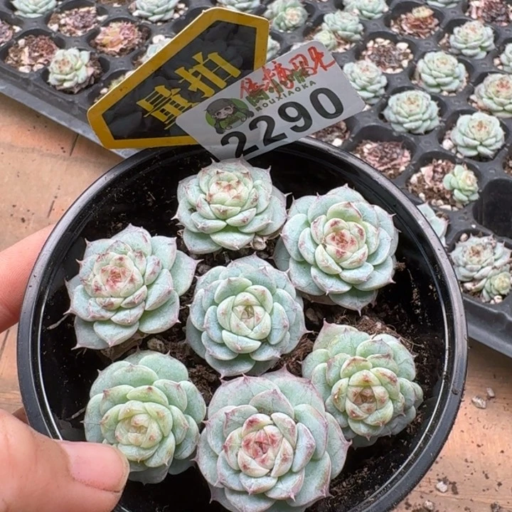 无花朵多肉植物多肉植物
