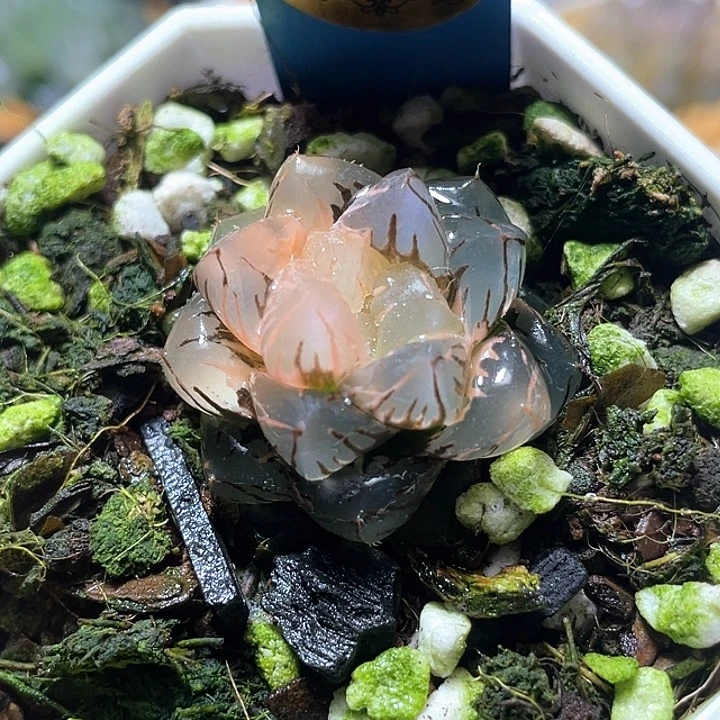 664水中月锦特选福利