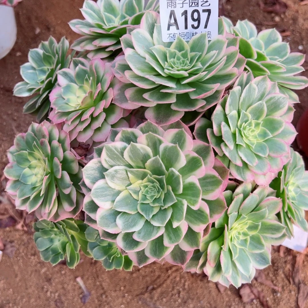 197海王尺寸20左右