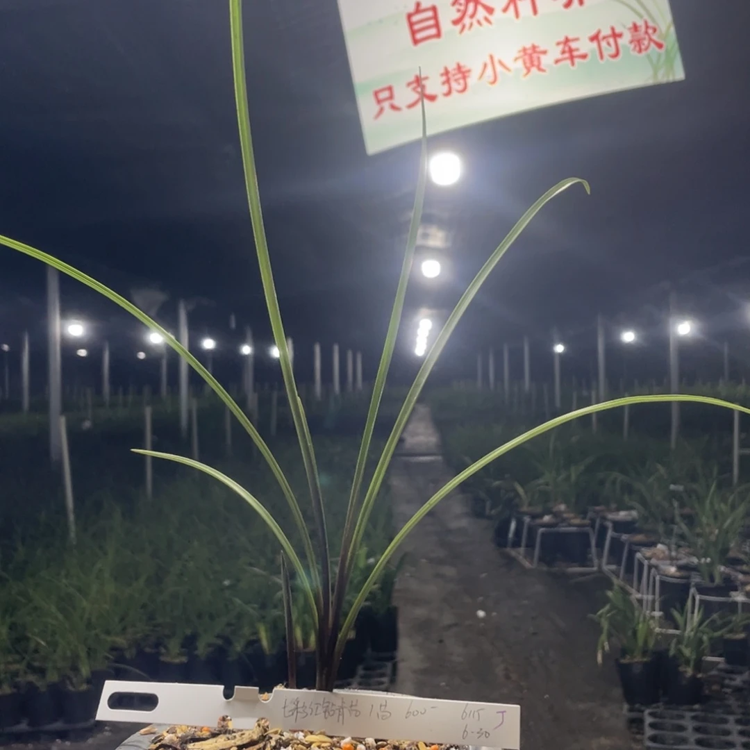 太***阳完全开放七彩红钻青苗寄养