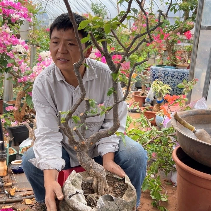 橙粉公主带盆土发货