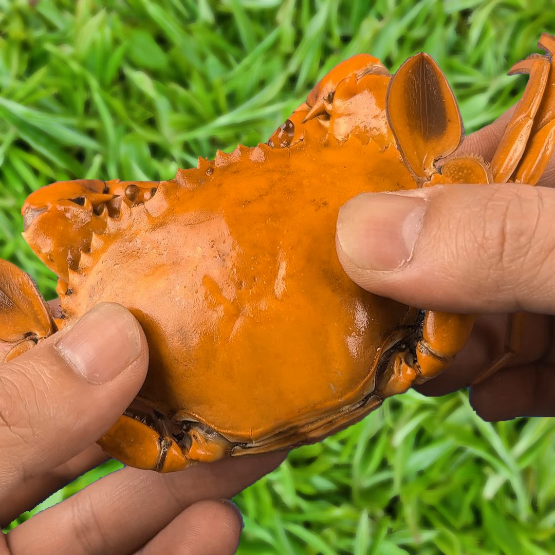 本港本地秋米蟹小青蟹肉蟹公蟹母蟹随机发福建东山岛顺丰空运发货