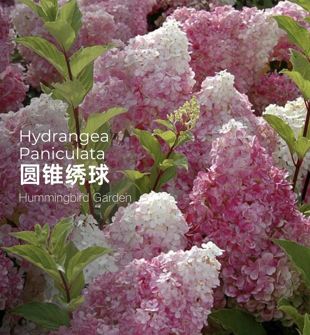 圆锥绣球香草草莓花卉盆栽木本绣球冰淇淋绣球耐热耐寒绿植直播间