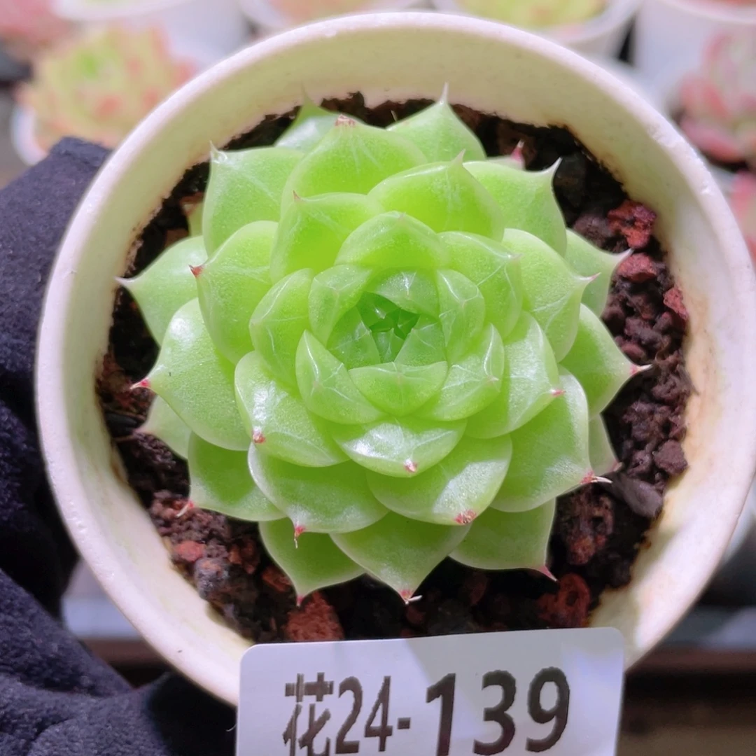 花利美24-139麦秆