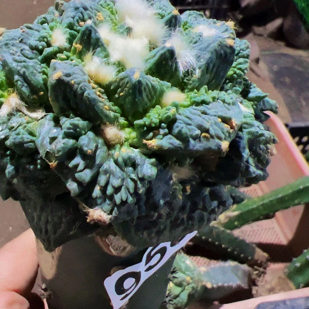 月****无花朵怒涛牡丹958