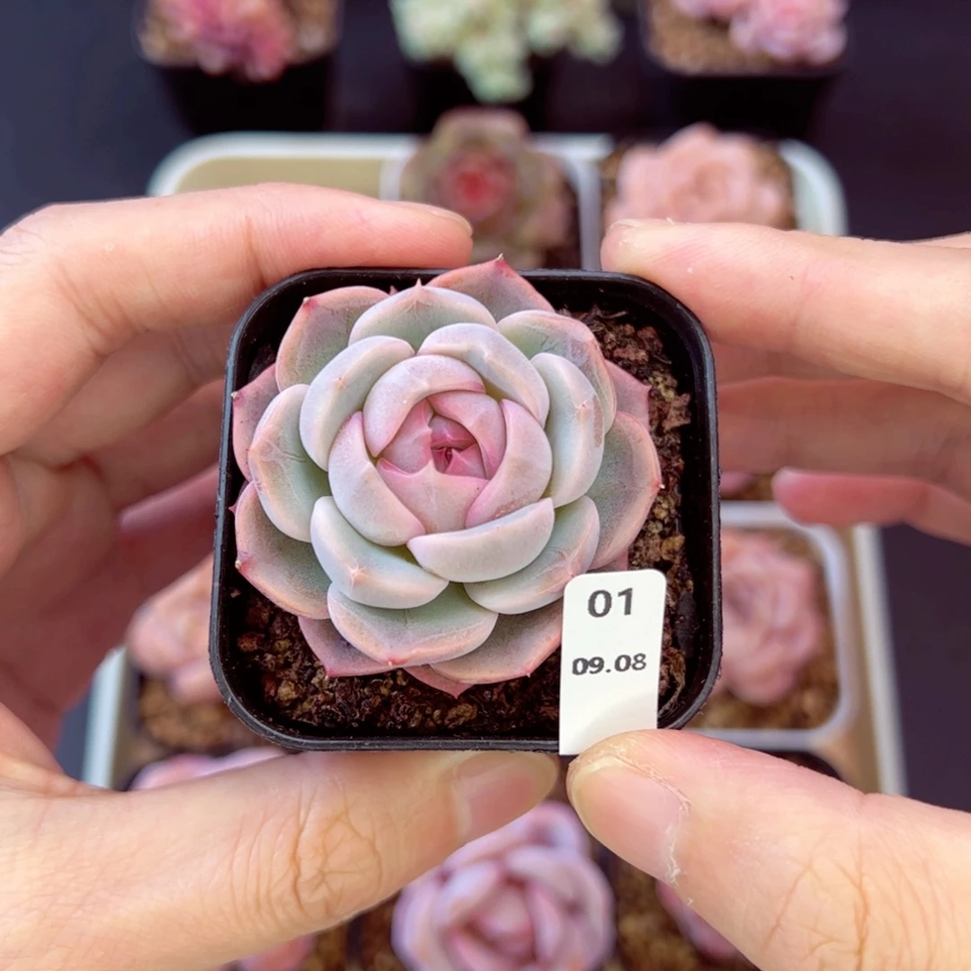 无与伦比01、哈哈哈哈哈