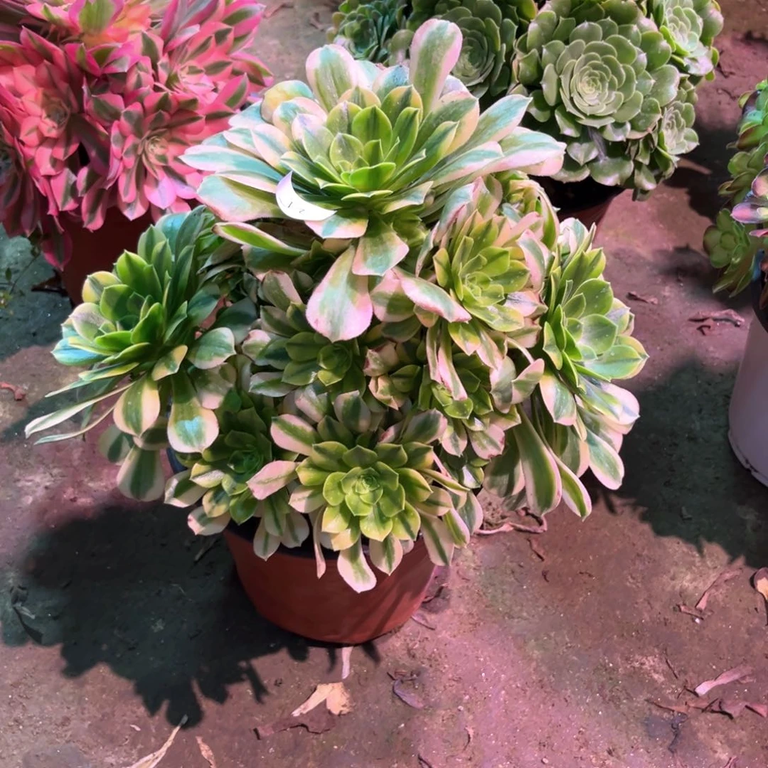 多肉植物金丝翡翠025