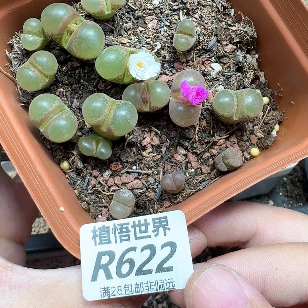 多肉植物的润泽额额