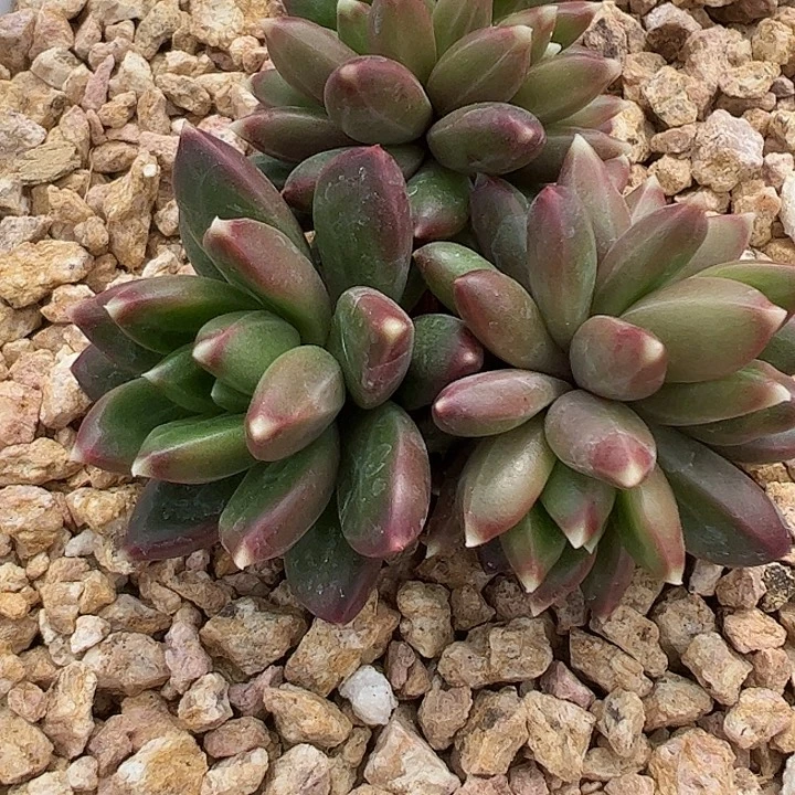 柏拉图缀化11111111