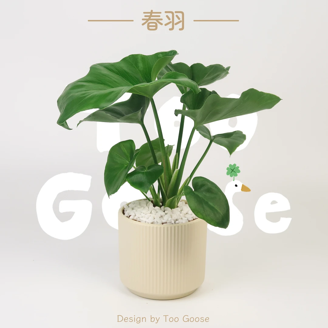 【呆鹅家-春羽】绿植盆栽植物室内好养客厅净化空气办公室花卉