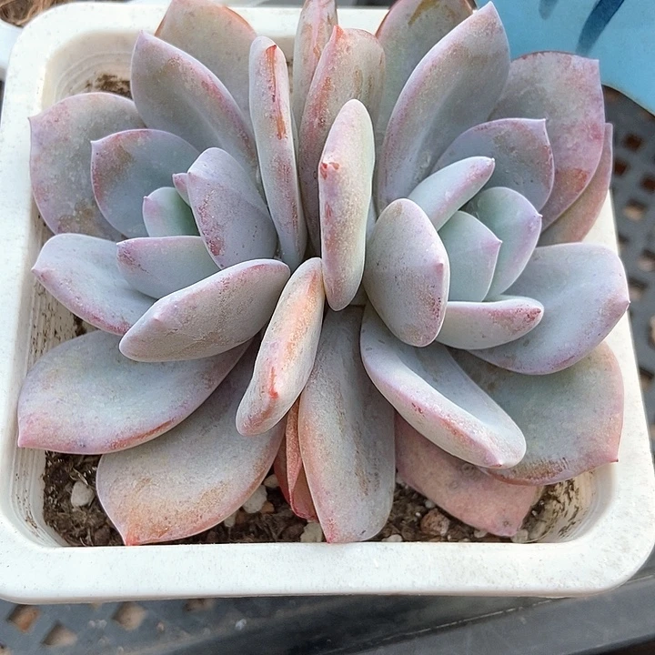 多肉植物韩版奶茶511