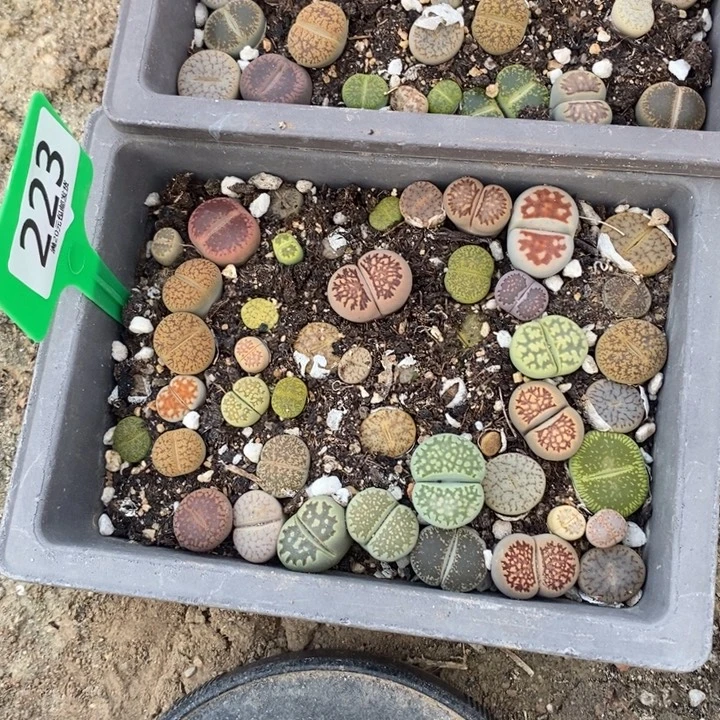 ****家生石花等植物的生长223