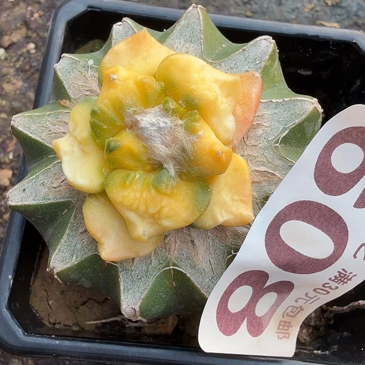 无花朵608怒涛牡丹锦东三